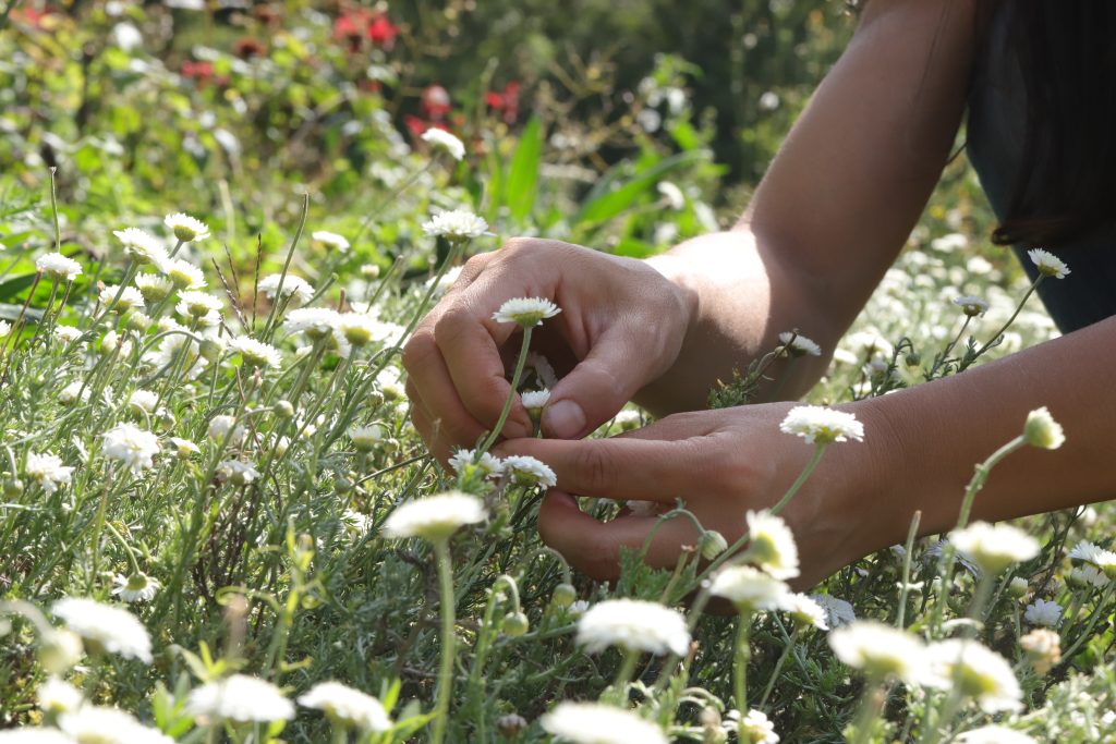 Visite du jardin, balade contée et dégustation
