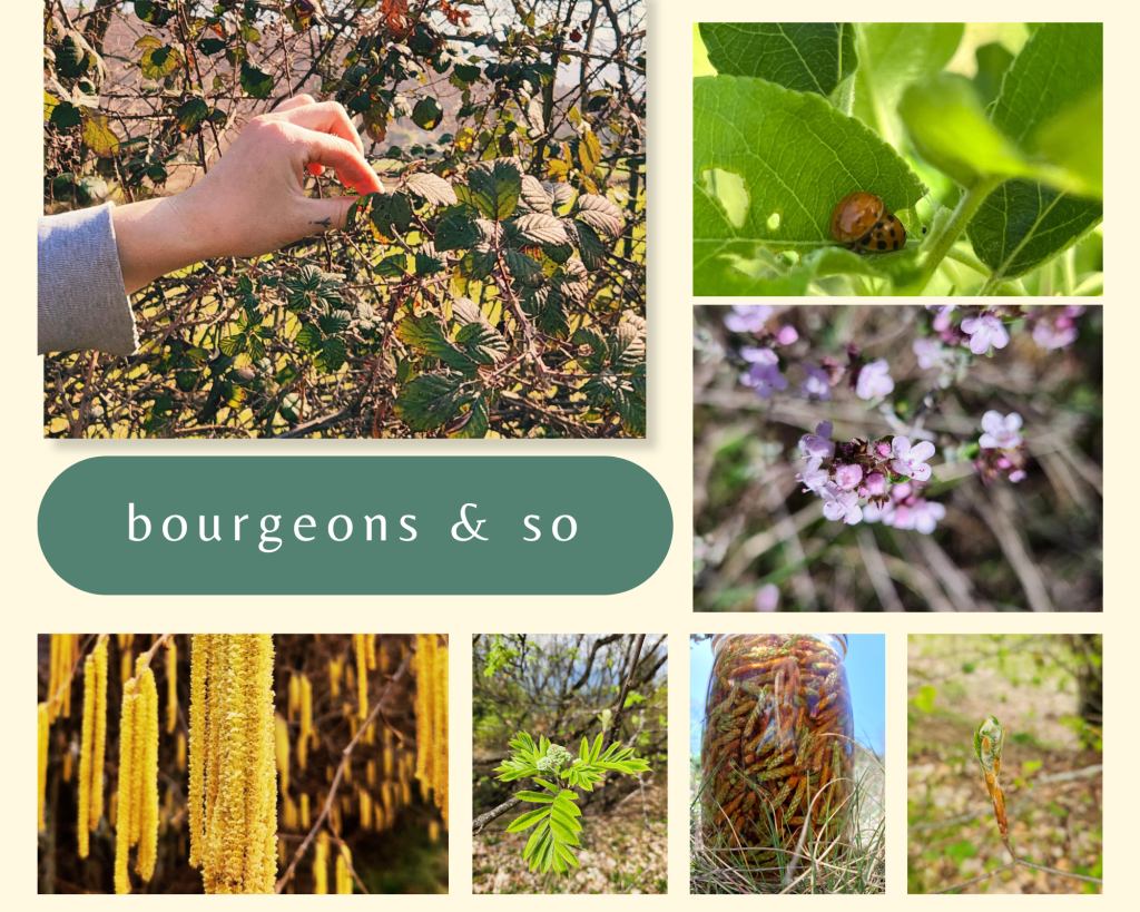 Une approche de la gemmothérapie à travers les bourgeons de l&rsquo;immunité et de la sphère respiratoire
