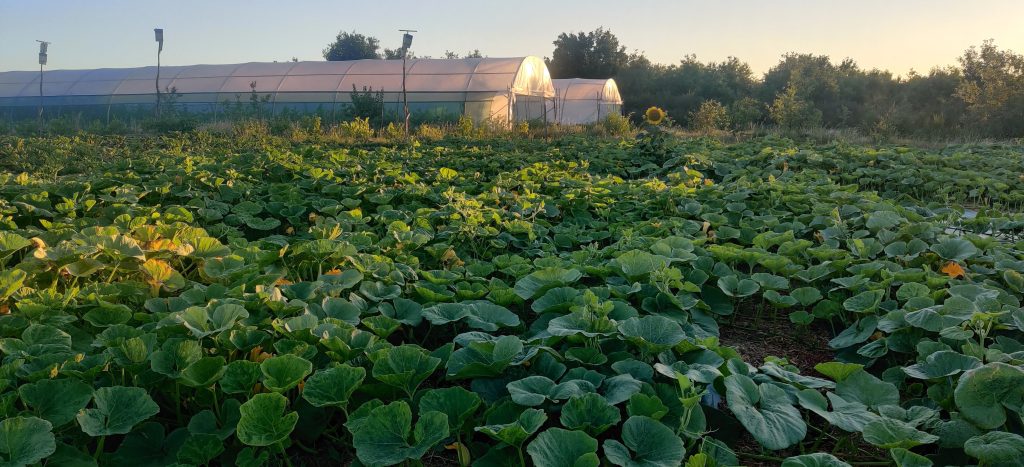 Visite légumes et biodiversité à la ferme du Rougequeue, avec la participation de la LPO