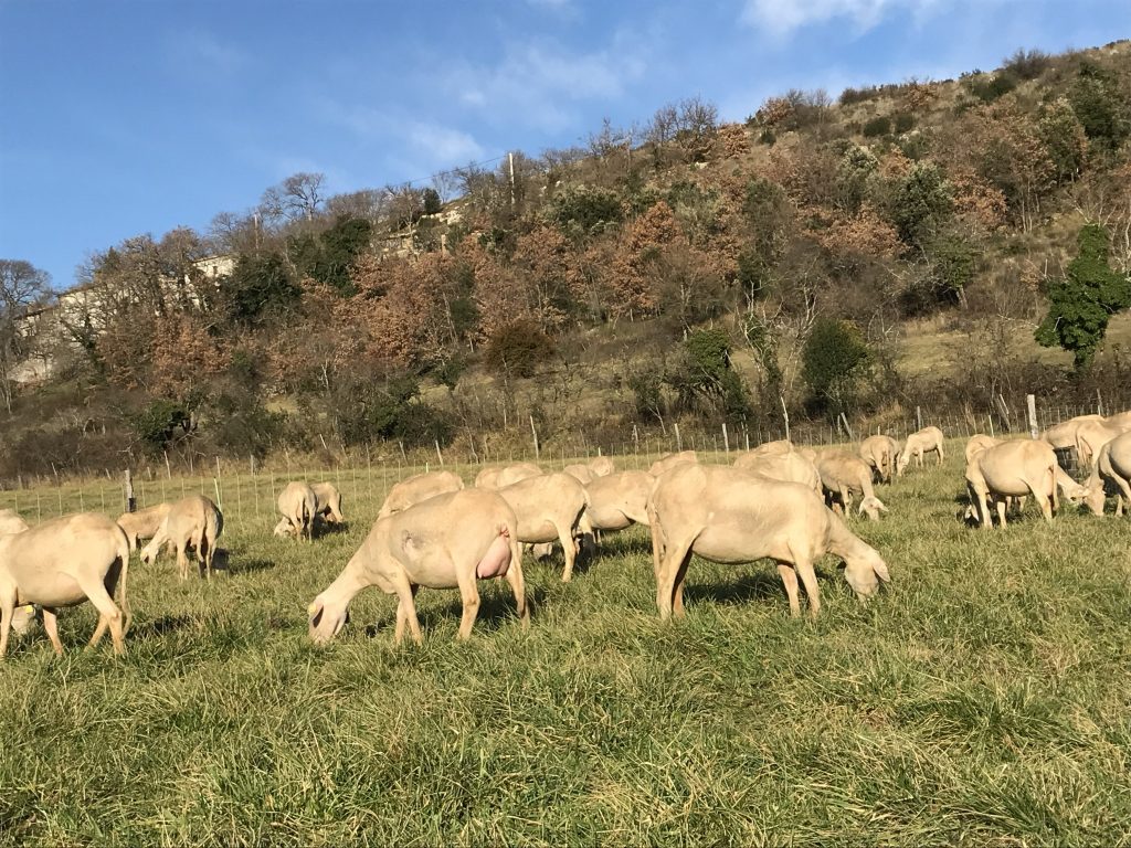 Découverte festive et gourmande de la Ferme Commune