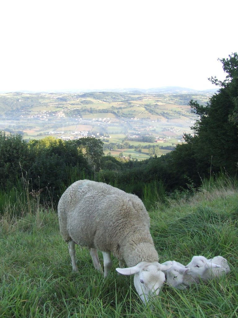 Visite de La Ferme de Pâquerette